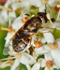 Odontomyia pubescens