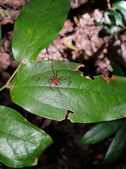 Dimidamus dimidiatus