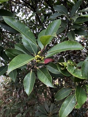 Ilex tugitakayamensis