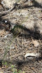 Wahlenbergia gracilenta