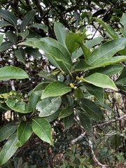Ilex tugitakayamensis