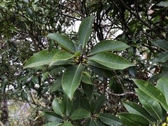 Ilex tugitakayamensis