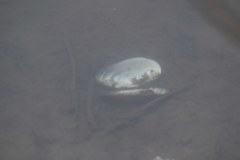 Unio elongatulus