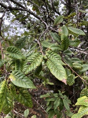 Quercus tatakaensis