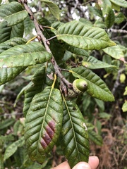 Quercus tatakaensis