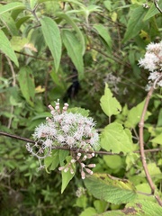Chromolaena collina