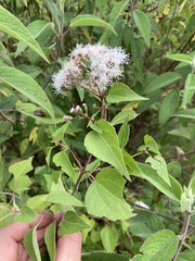 Chromolaena collina