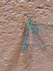Brachynemurus mexicanus