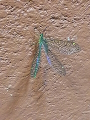 Brachynemurus mexicanus