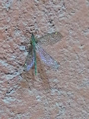 Brachynemurus mexicanus