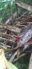 Oophaga solanensis