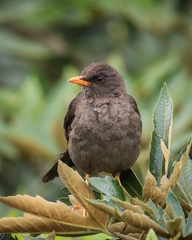 Great Thrush photo 4