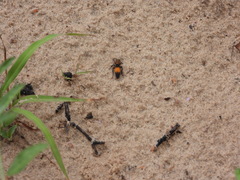Dasymutilla montivagoides