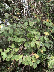 Corylopsis pauciflora