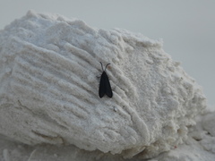 Macrosiagon pectinata