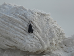 Macrosiagon pectinata