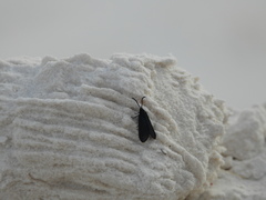 Macrosiagon pectinata