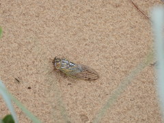 Megatibicen harenosus