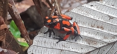 Oophaga solanensis