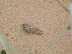 Megatibicen harenosus