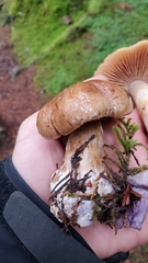 Glaucopodes