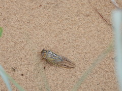 Megatibicen harenosus