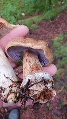 Glaucopodes