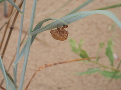 Megatibicen harenosus