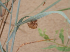 Megatibicen harenosus