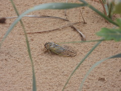 Megatibicen harenosus