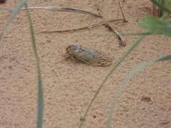 Megatibicen harenosus