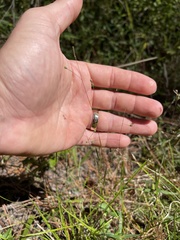 Kellochloa brachyantha
