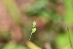 Kellochloa brachyantha