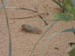 Megatibicen harenosus