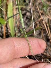 Kellochloa brachyantha