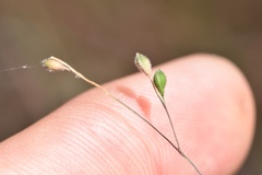Kellochloa brachyantha