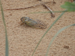 Megatibicen harenosus