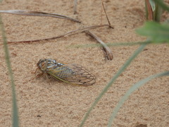 Megatibicen harenosus