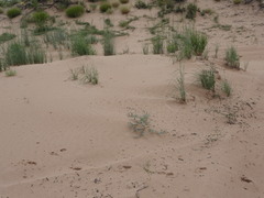 Megatibicen harenosus