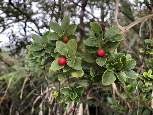Ilex sugerokii iNat (1)