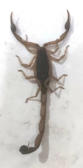 Centruroides margaritatus