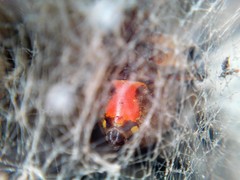 Latrodectus geometricus