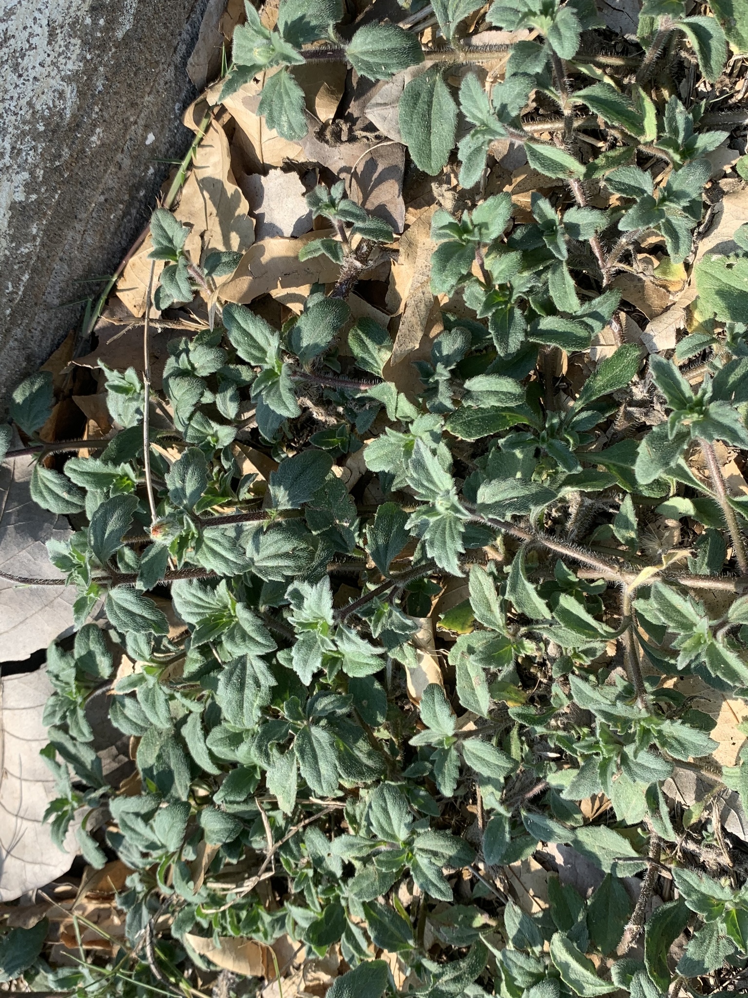 Tridax procumbens