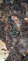 Atelopus spurrelli