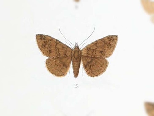 Araeognatha umbrosa