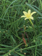 Zephyranthes citrina