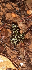 Atelopus spurrelli