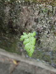 Davallia denticulata