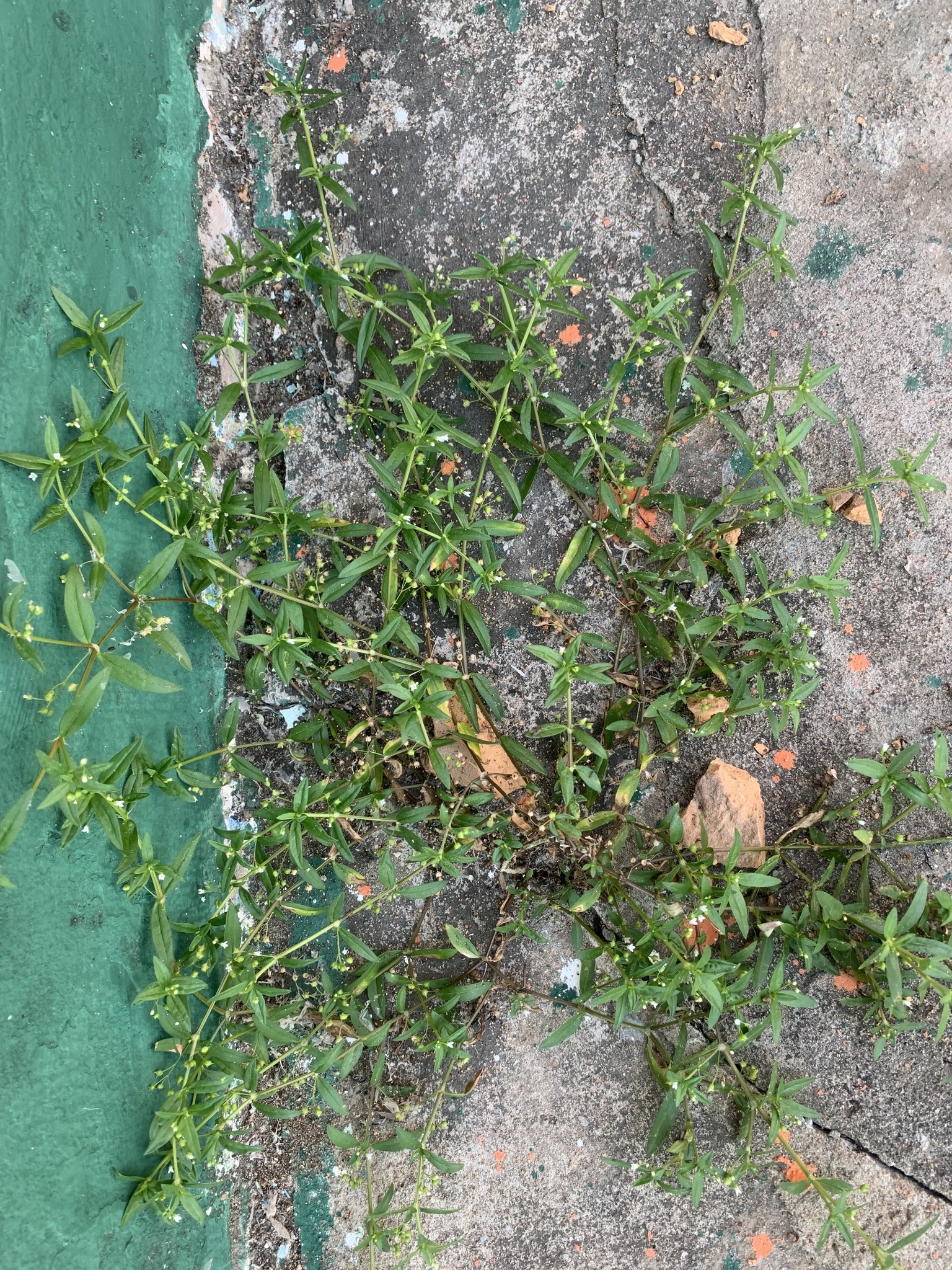 Oldenlandia corymbosa