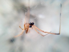 Latrodectus geometricus